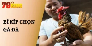 Bí Kíp Chọn Gà Đá