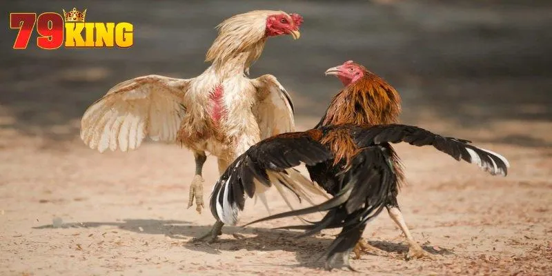 Bí kíp chọn gà đá chuẩn bài từ dân chơi