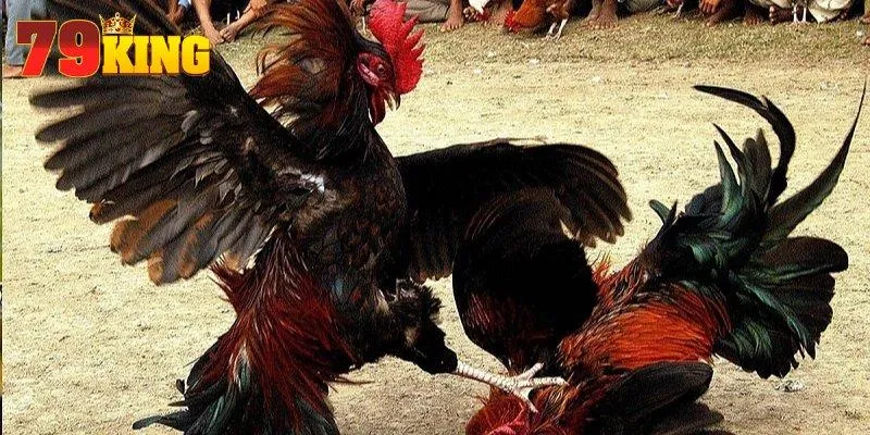 Cẩm nang chi tiết để bắt đầu đặt cược đá gà trực tuyến