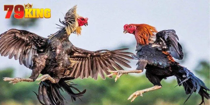 Tổng quan thông tin về bí kíp chọn gà đá